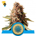Euphoria CBD - Royal Queen Seeds